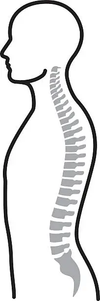 Vector illustration of Spine