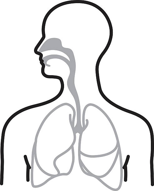 호흡계통 - human lung stock illustrations