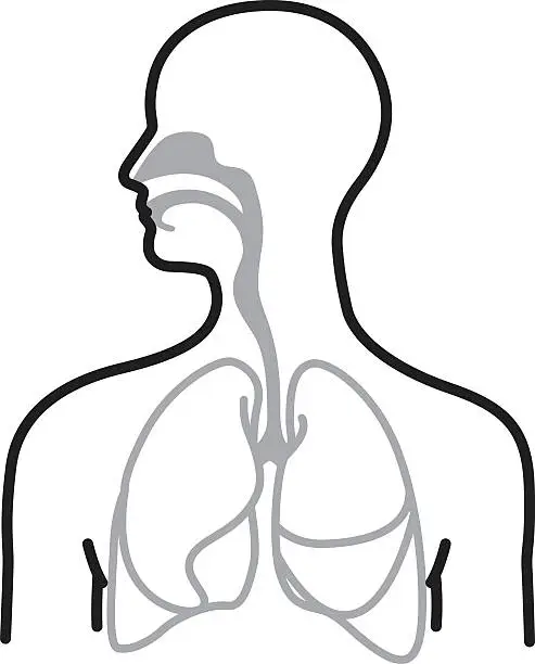 Vector illustration of Respiratory system
