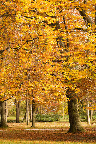 istock Colorful Autumn/ Farbenfroher Herbst 523577347