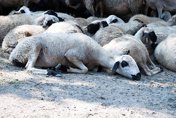 sheeps - sheep lamb wool animal head - fotografias e filmes do acervo