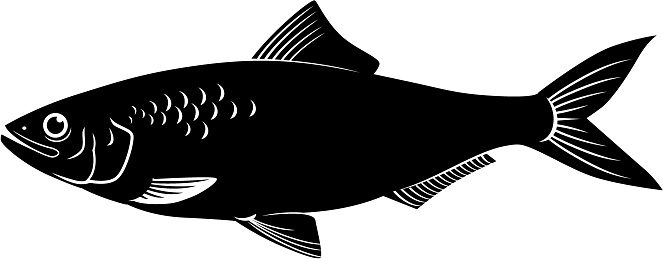 silhouette of a herring fish