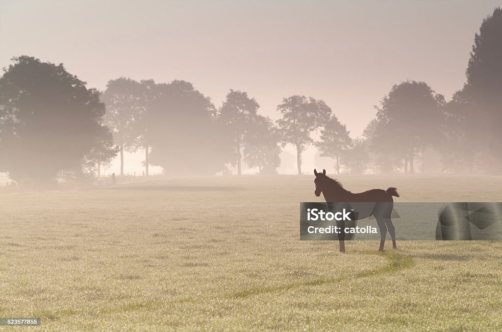 little foal on misty sunrise pasture little foal on misty sunrise pasture in summer Agricultural Field Stock Photo
