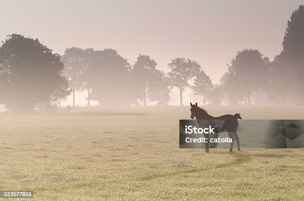 Little Foal On Misty Sunrise Pasture Stock Photo - Download Image Now - Agricultural Field, Agriculture, Animal