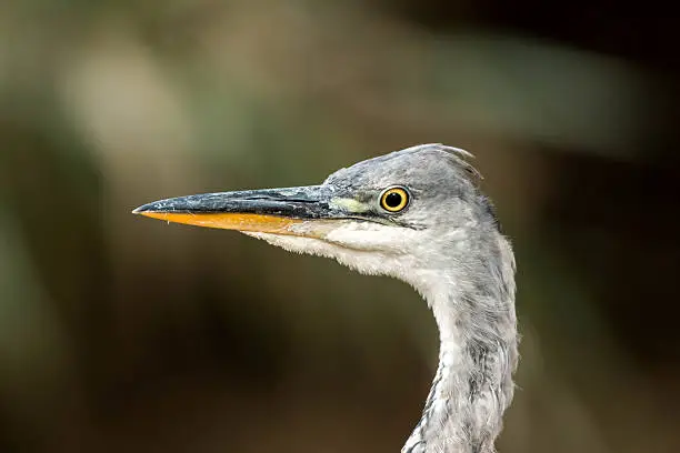 Gray heron in front of the camera