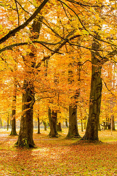 istock Colorful Autumn/ Farbenfroher Herbst 523578341