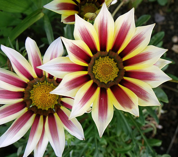 istock red and yellow flower 523578925