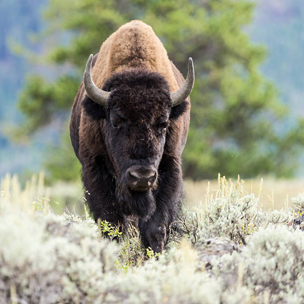 istock Bison at Yellowstone National Park 523578967