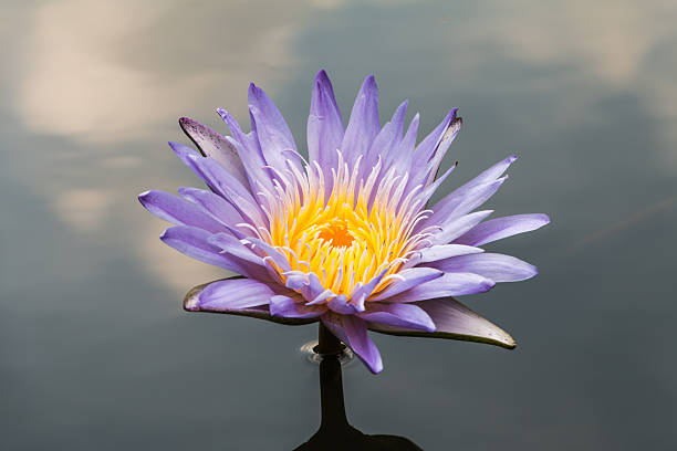 istock Blue lotus on the pond in background 523579197