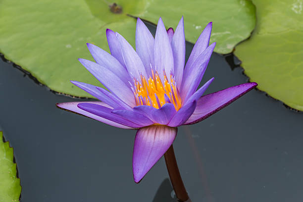istock Blue lotus on the pond in background 523580303