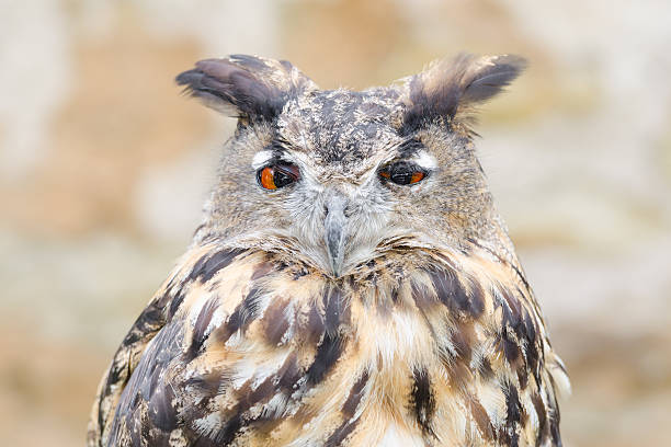 istock Horned owl or bubo bird close-up portrait 523581299