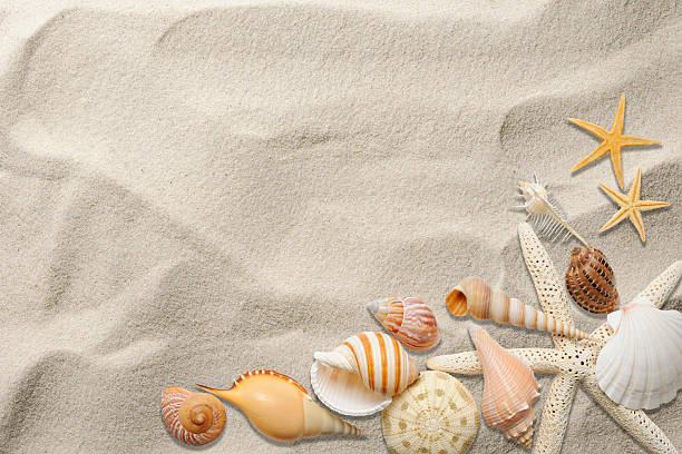 conchiglia sulla spiaggia di sabbia con spazio copia - starfish beach white shell foto e immagini stock