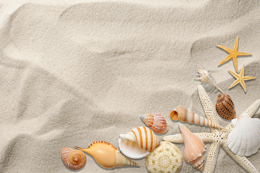 Collection of colourful seashells in the sand. Beach background with beautiful seashells and copy space. Pastel coloured seashells.
