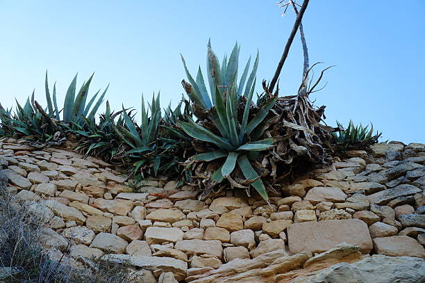 cactus agave II stock photo