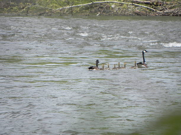 istock Family of Geese on a River 523583065