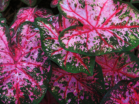 Pink and green leaf caladiums.