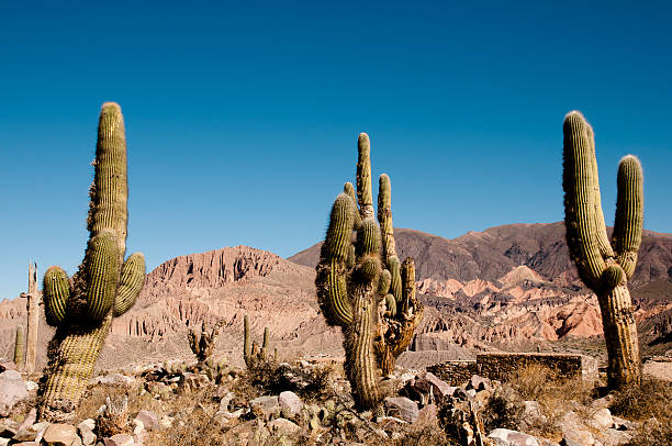 istock Pucara de Tilcara - Jujuy - Argentina 523583717