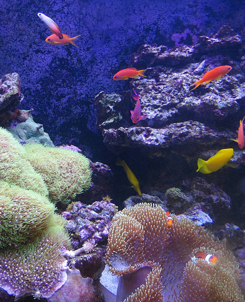 marine aquarium tanque de peixes tropicais de imagem, em recife de coral - think tank fotos - fotografias e filmes do acervo