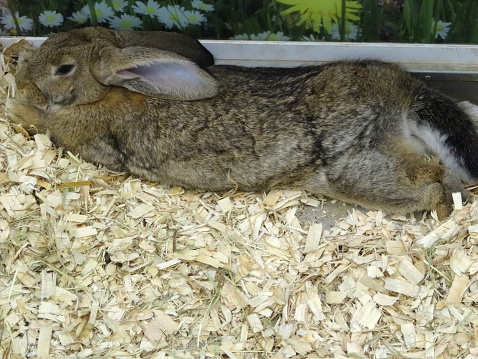 Photo showing a large adult brown rabbit in an open-topped cage, with wood shavings being used for bedding.  The rabbit is pictured lying down and having a rest in the afternoon.