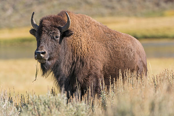 istock American Bison on the Plains 523583841