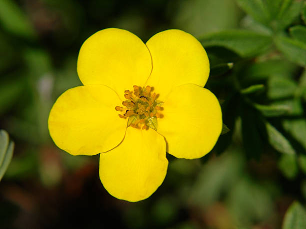 istock Creeping buttercup taken closeup. 523584089