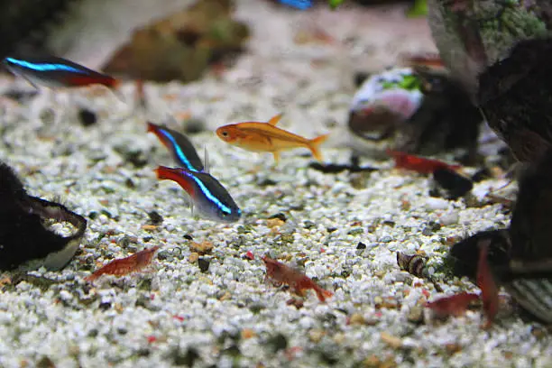 Photo showing a freshwater tropical aquarium fish tank with red cherry shrimp foraging for food amongst the grains of coral sand and sea shells.  Of note, the Latin name for this variety of freshwater shrimp is: Neocaridina davidi var. red.
