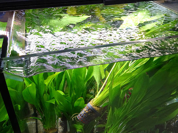 Photo showing an open-topped tropical aquarium fish tank filled with green plants in an aquarist shop.  The plants being offered for sale are potted into individual plastic flower pots and are named the Amazon Sword Plant (Latin name: Echinodorus amazonicus).