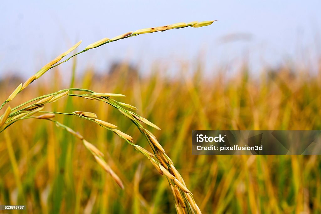 Paddy For Rice Rice Paddy Stock Photo - Download Image Now - Crop Rotation ...