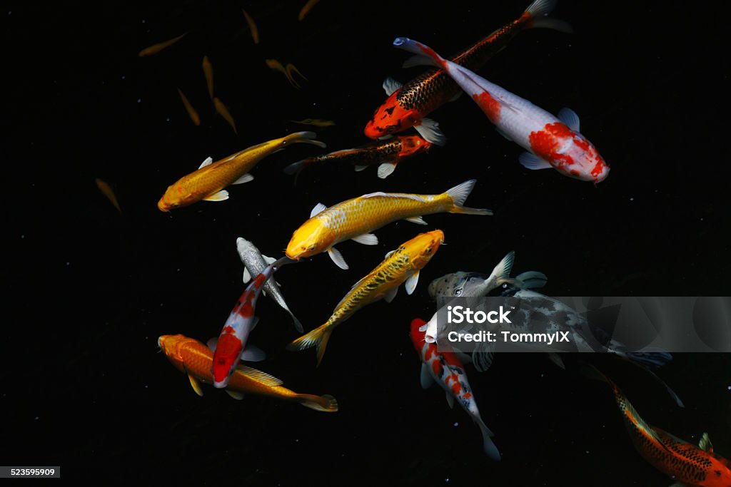 Carp fish Carp fish/ Koi fish Koi Carp Stock Photo