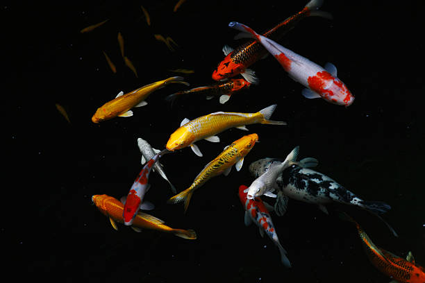 Carp fish stock photo