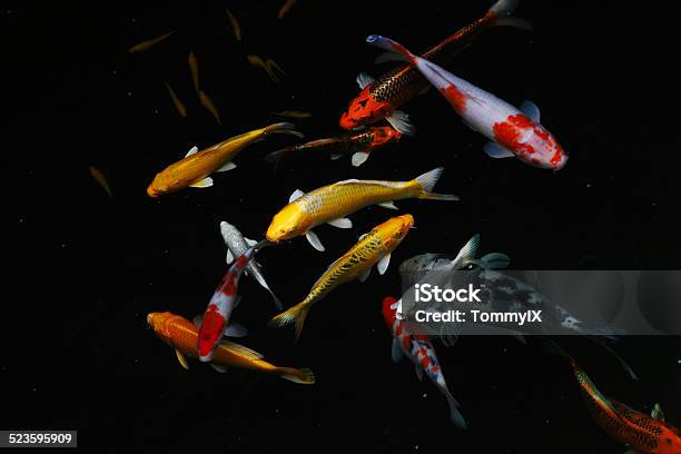 Carp Fish Stock Photo - Download Image Now - Koi Carp, Black Color, Carp