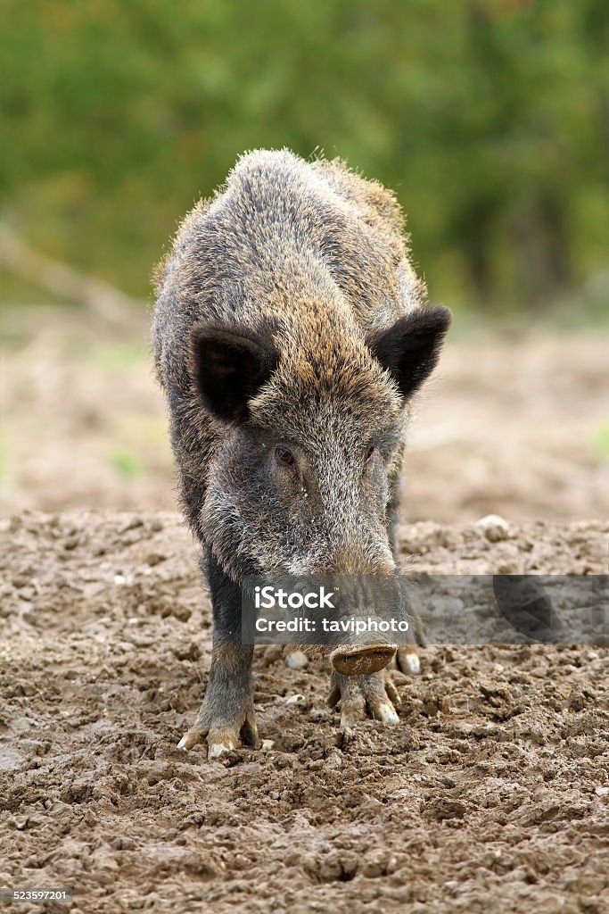 wild boar at a hunting farm wild boar at a hunting farm ( Sus scrofa ) Animal Stock Photo