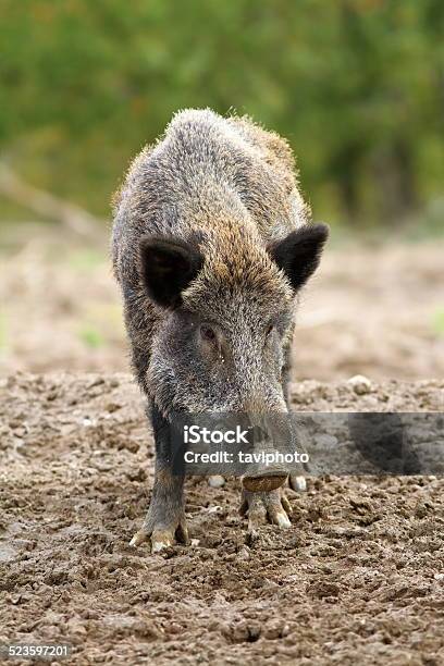 Wild Boar At A Hunting Farm Stock Photo - Download Image Now - Animal, Animal Body Part, Animal Ear