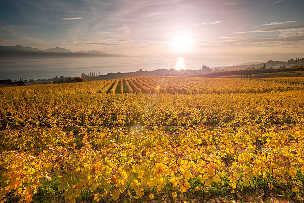 istock Majestic vineyard at sunset 523599097
