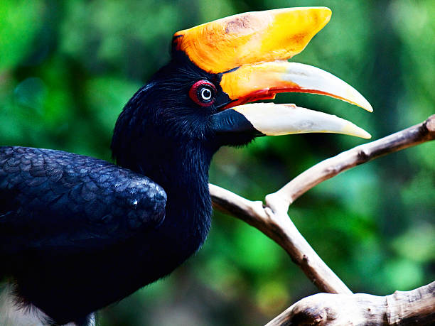 istock Rhinoceros Hornbill bird. 523599427