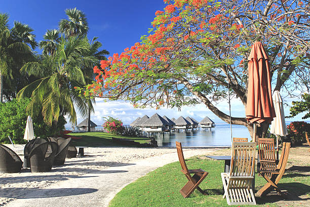 oceano pacífico beach resort - beach tropical climate palm tree deck chair imagens e fotografias de stock