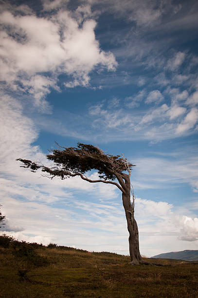 istock flag tree in ushuaia argetnina 523600551