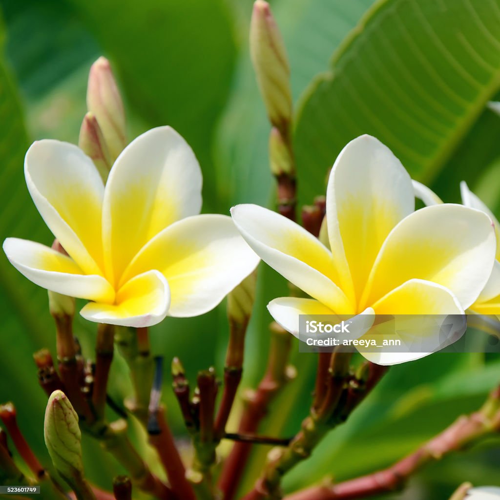 White and yellow Plumeria on bright sunlight. White and yellow Plumeria spp. (frangipani flowers, Frangipani, Pagoda tree or Temple tree) on bright sunlight. Bali Stock Photo