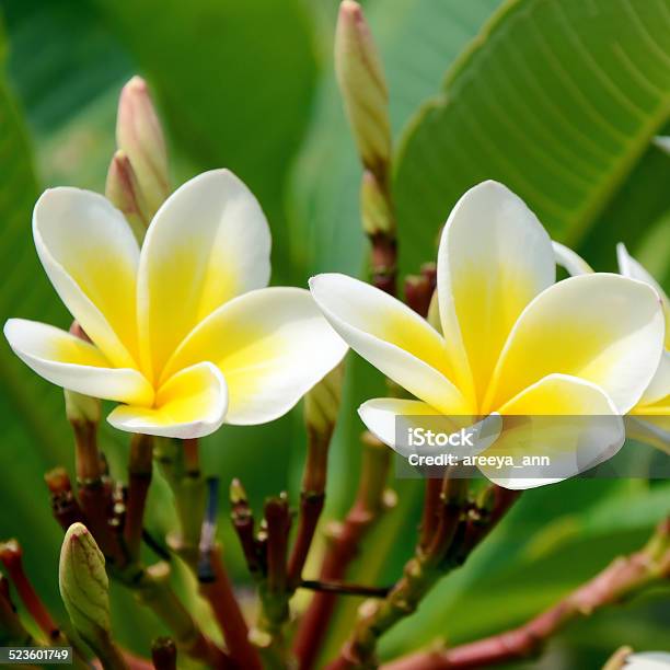 White And Yellow Plumeria On Bright Sunlight Stock Photo - Download Image Now - Bali, Balinese Culture, Botany