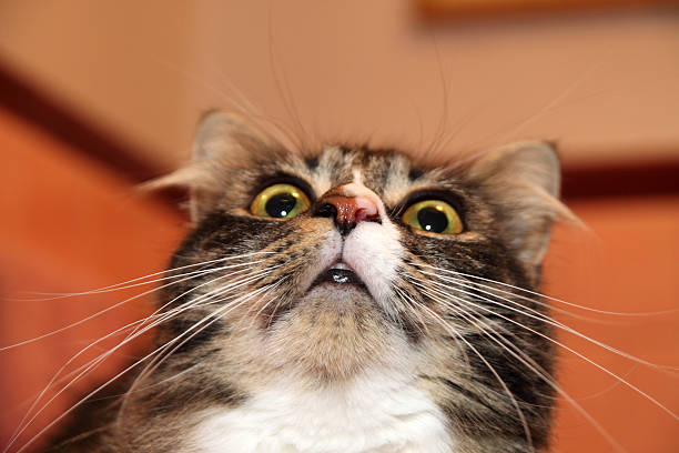 Surprised Cat stock photo