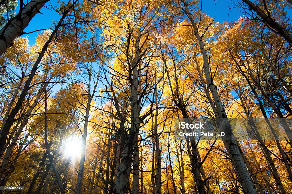 autumn sunset aspen forest sunset aspen forest, pages forest, coloradosunset aspen forest, pages forest, colorado Aspen - Colorado Stock Photo