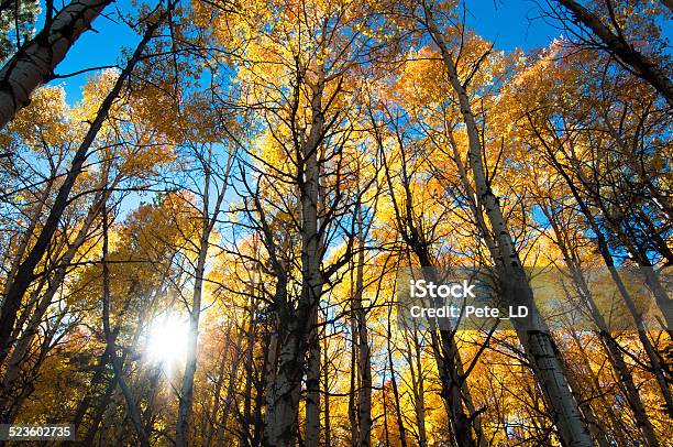 Autumn Sunset Aspen Forest Stock Photo - Download Image Now - Aspen - Colorado, Aspen Tree, Autumn