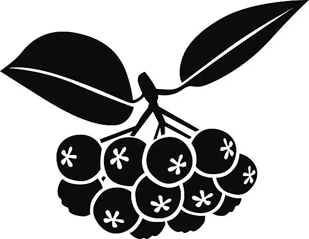 Vector illustration of Chokeberries