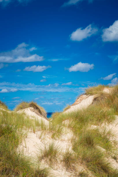 istock Summer sand dunes at the coast 523613932