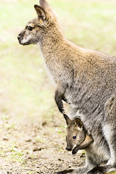 с карманом-кенгуру с joey - kangaroo joey marsupial mammal стоковые фото и изображения