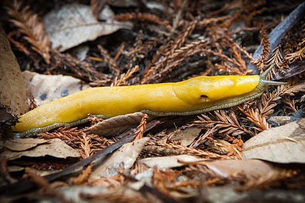 istock Yellow Banana Slug, Big Basin State Park 523614713