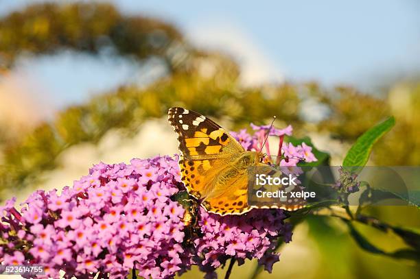 Butterfly On Lilac Landkärtchen Stock Photo - Download Image Now - Butterfly - Insect, Animal Antenna, Animal Body Part