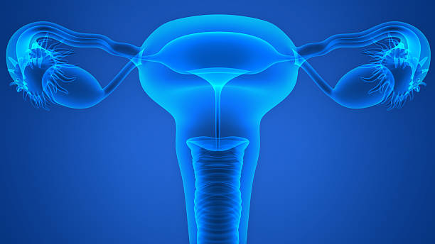 sistema riproduttivo femminile - ovary foto e immagini stock