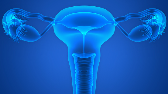 3D Illustration of Female Reproductive System
