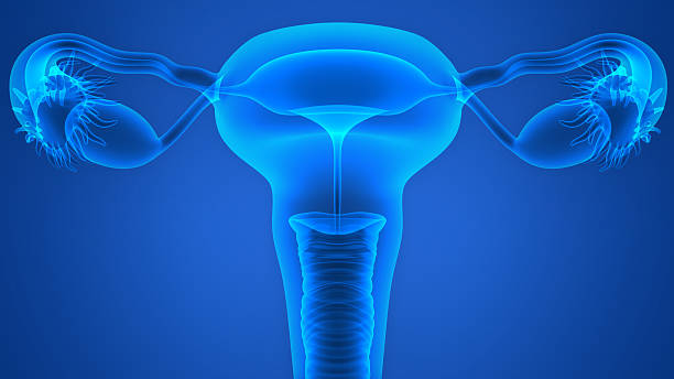 sistema reprodutor feminino - ovary imagens e fotografias de stock